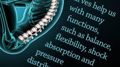 Your Spine is Your Lifeline. Joseph Pilates